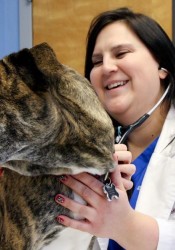Animal Hospital of Frisco | Animal Clinic | Pet Medicus
