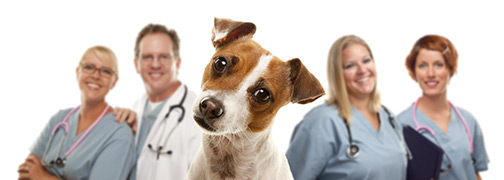 Dog and Doctors
